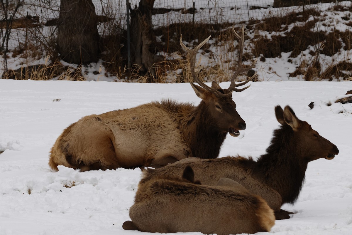 American Elk - ML646673861