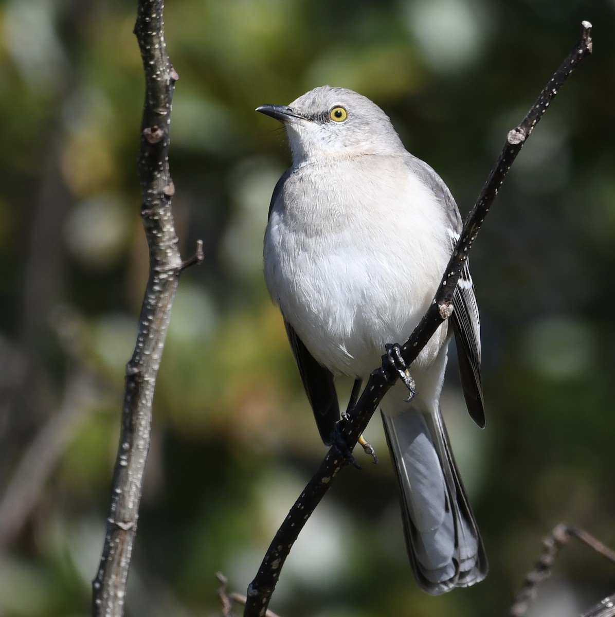 Gartenspottdrossel - ML646673862