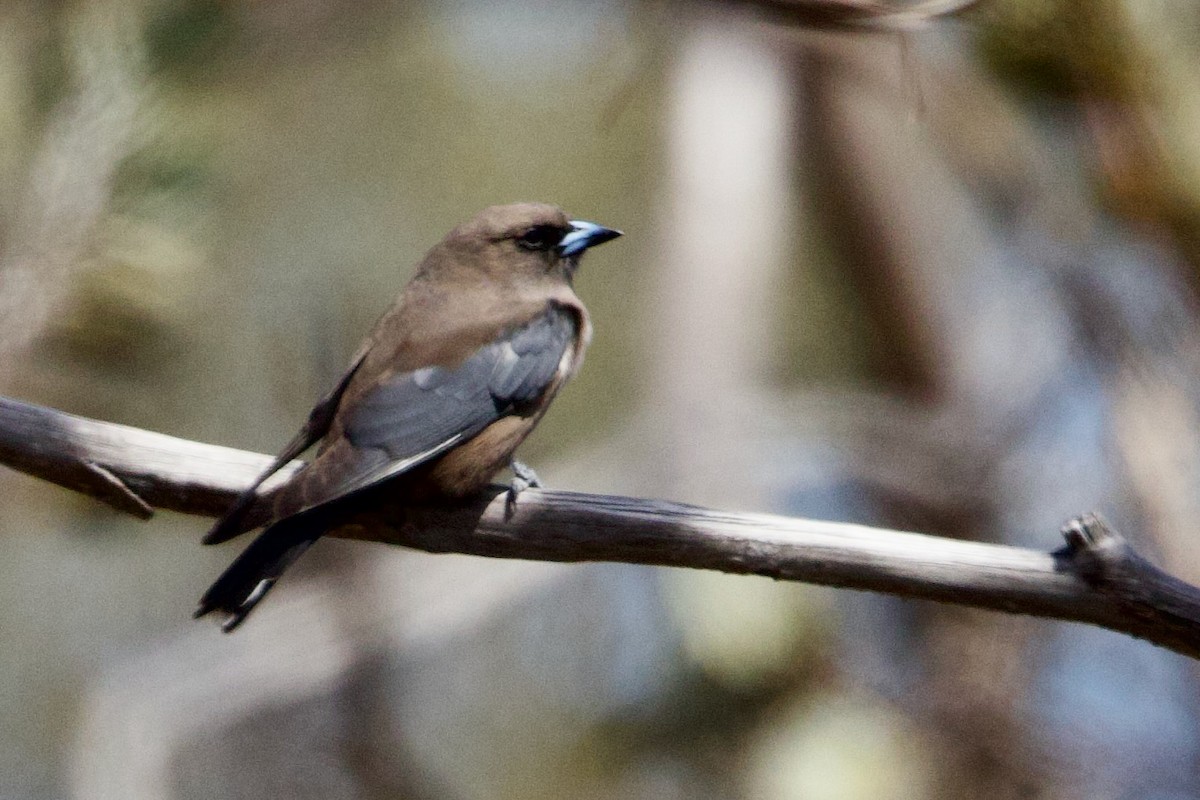 Dusky Woodswallow - ML646673863