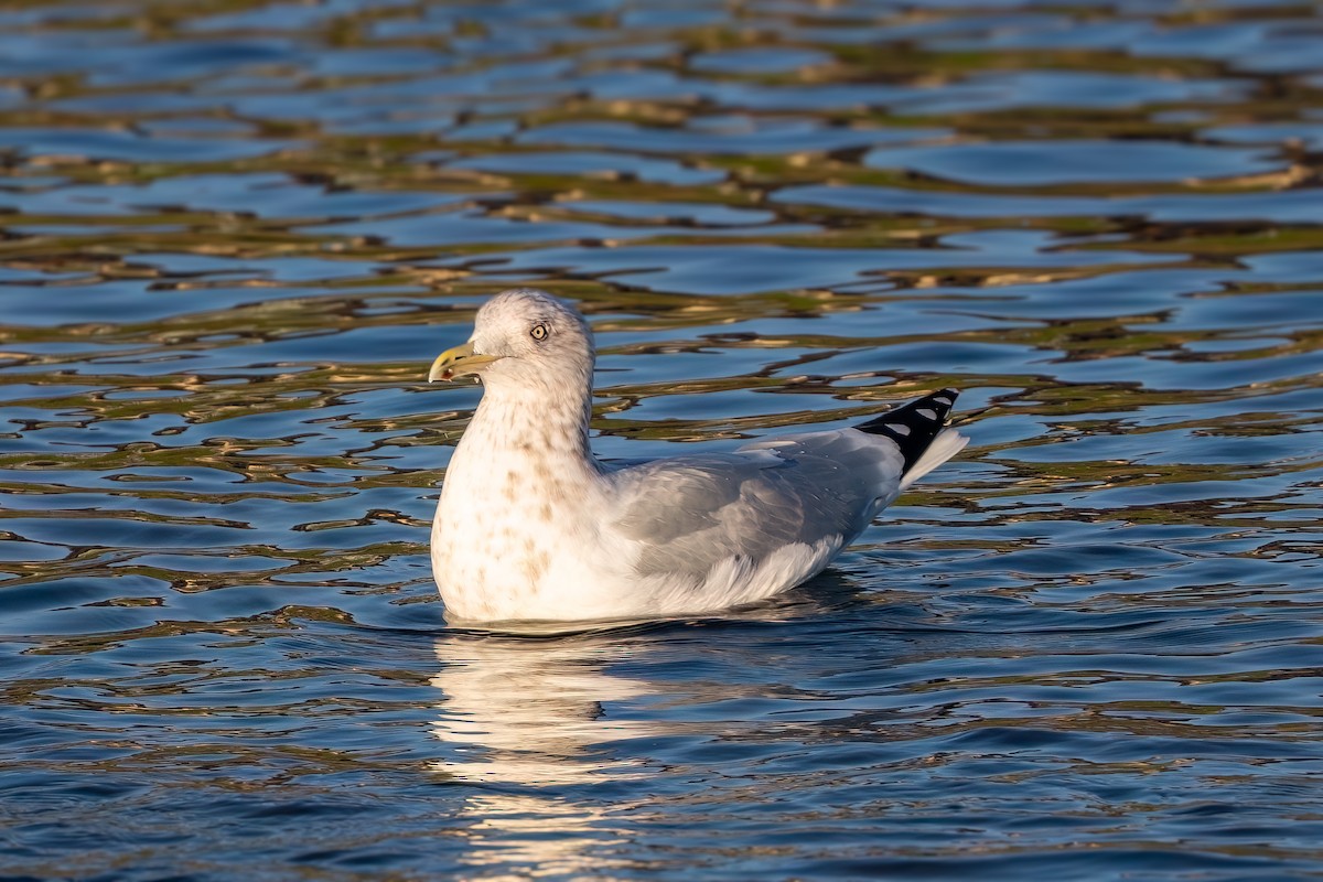 American Herring Gull - ML646673864
