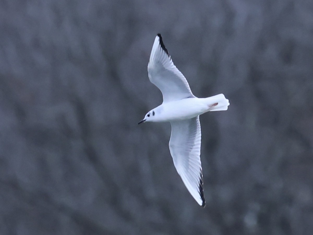 kanadahettemåke - ML646673866