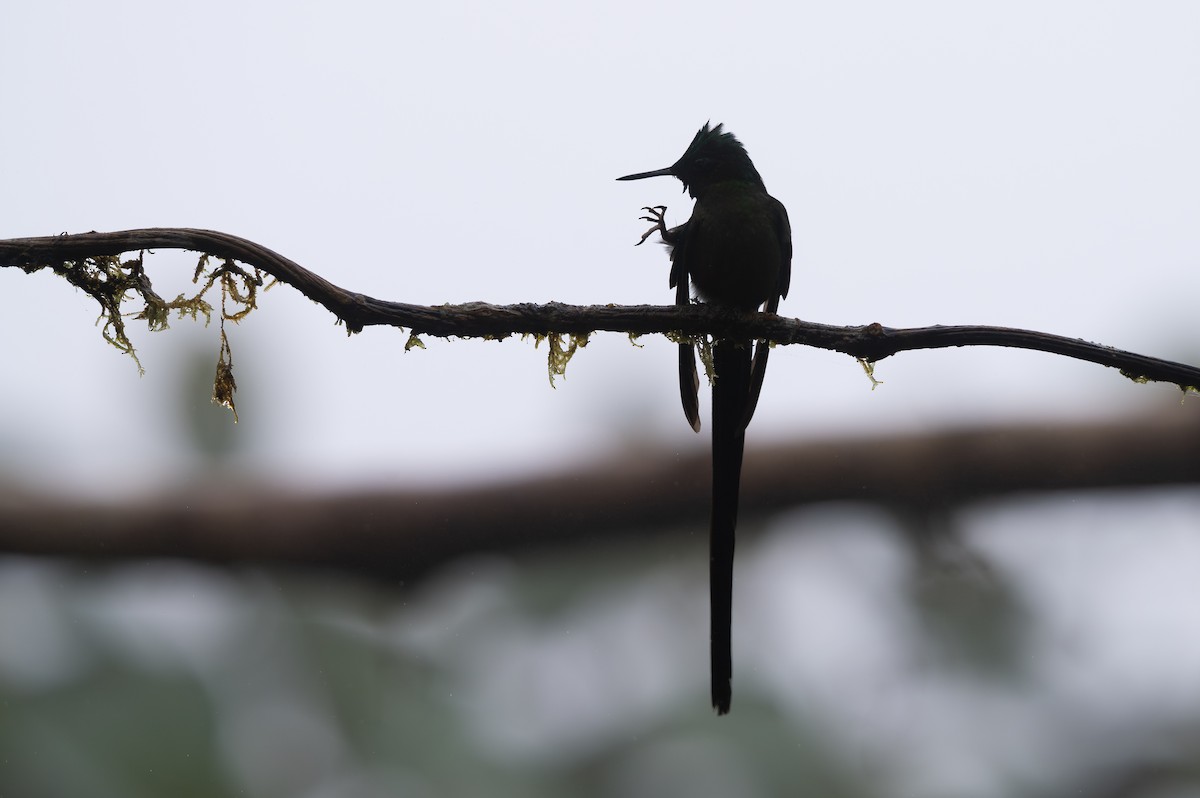 Empress Brilliant - ML646673874