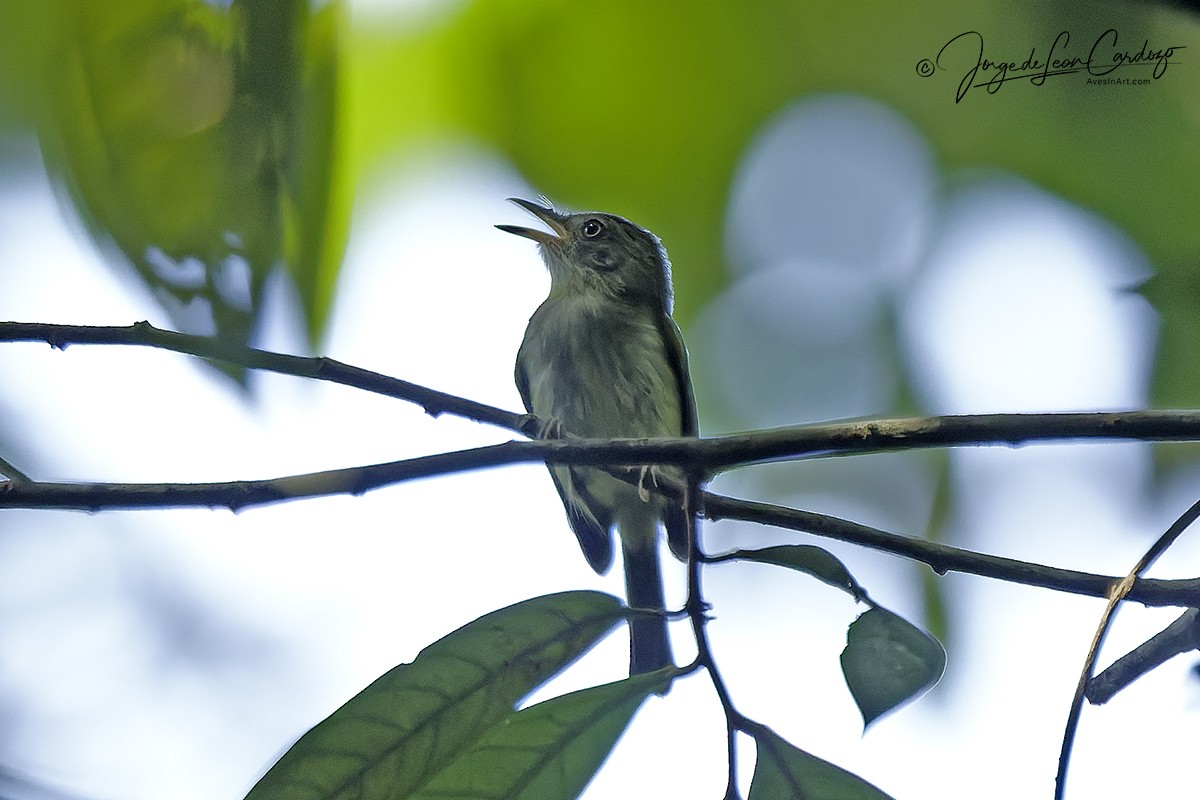 Snethlage's Tody-Tyrant - ML646673875