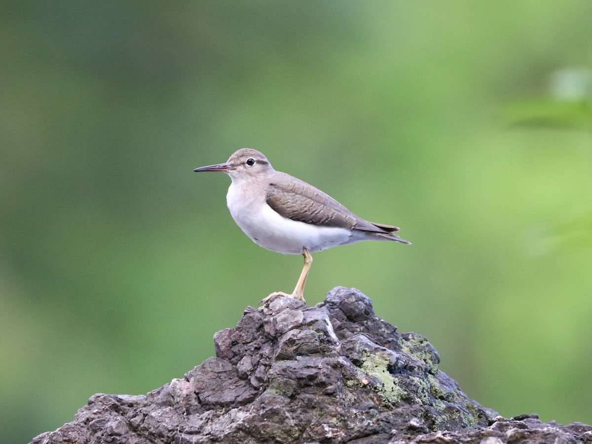 Spotted Sandpiper - ML646673876