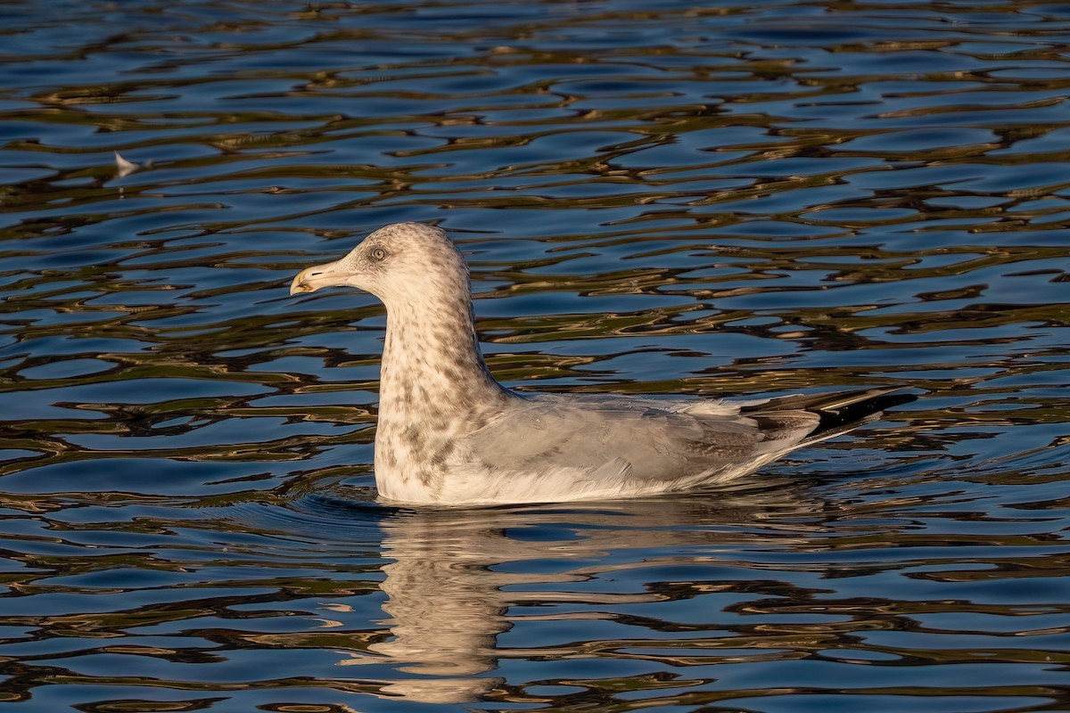 American Herring Gull - ML646673878