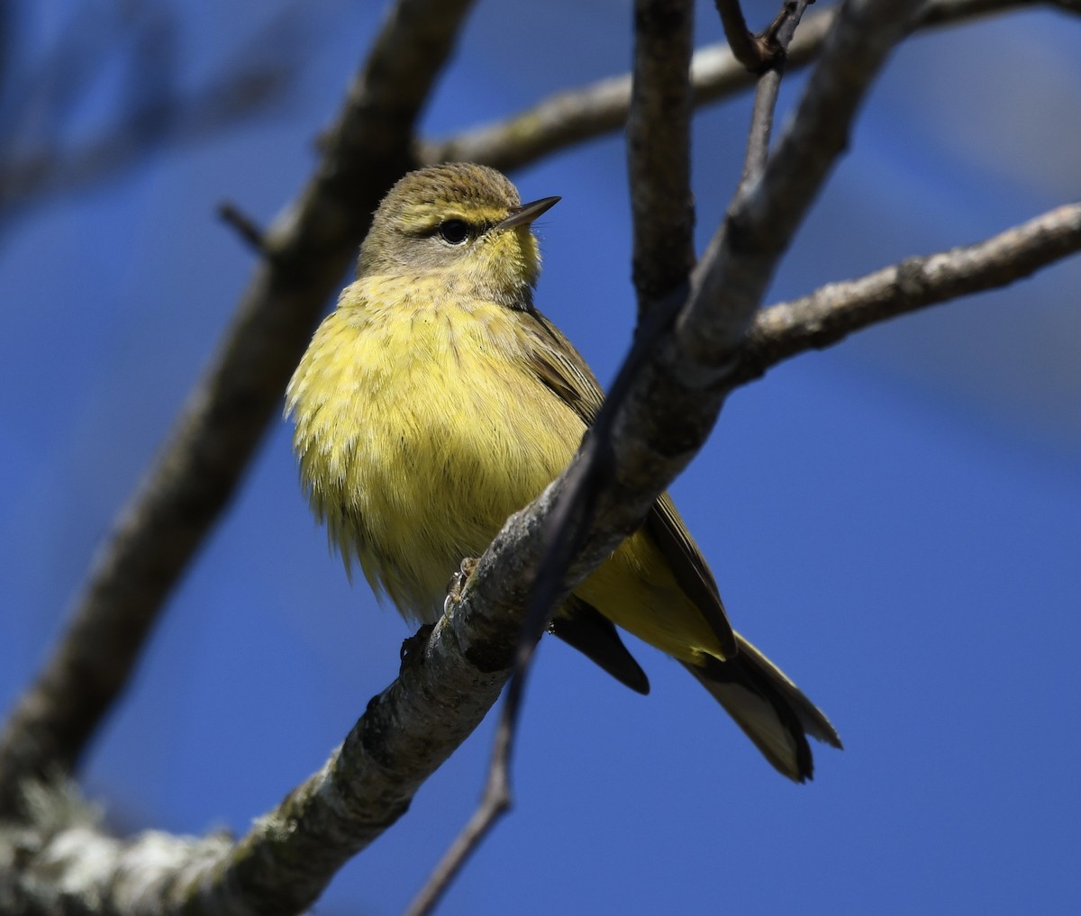 Palmenwaldsänger (hypochrysea) - ML646673884