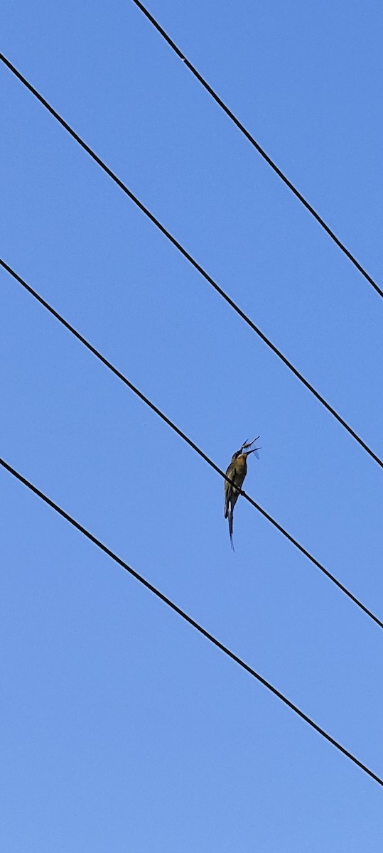 Blue-tailed Bee-eater - ML646673894