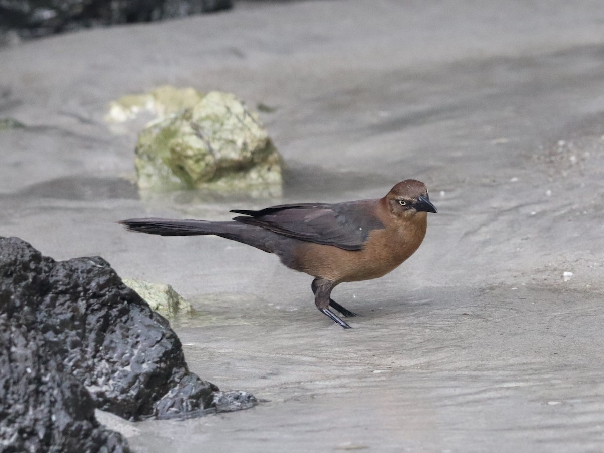 Great-tailed Grackle - ML646673897
