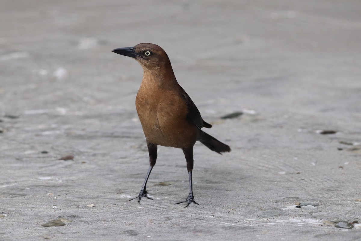 Great-tailed Grackle - ML646673899