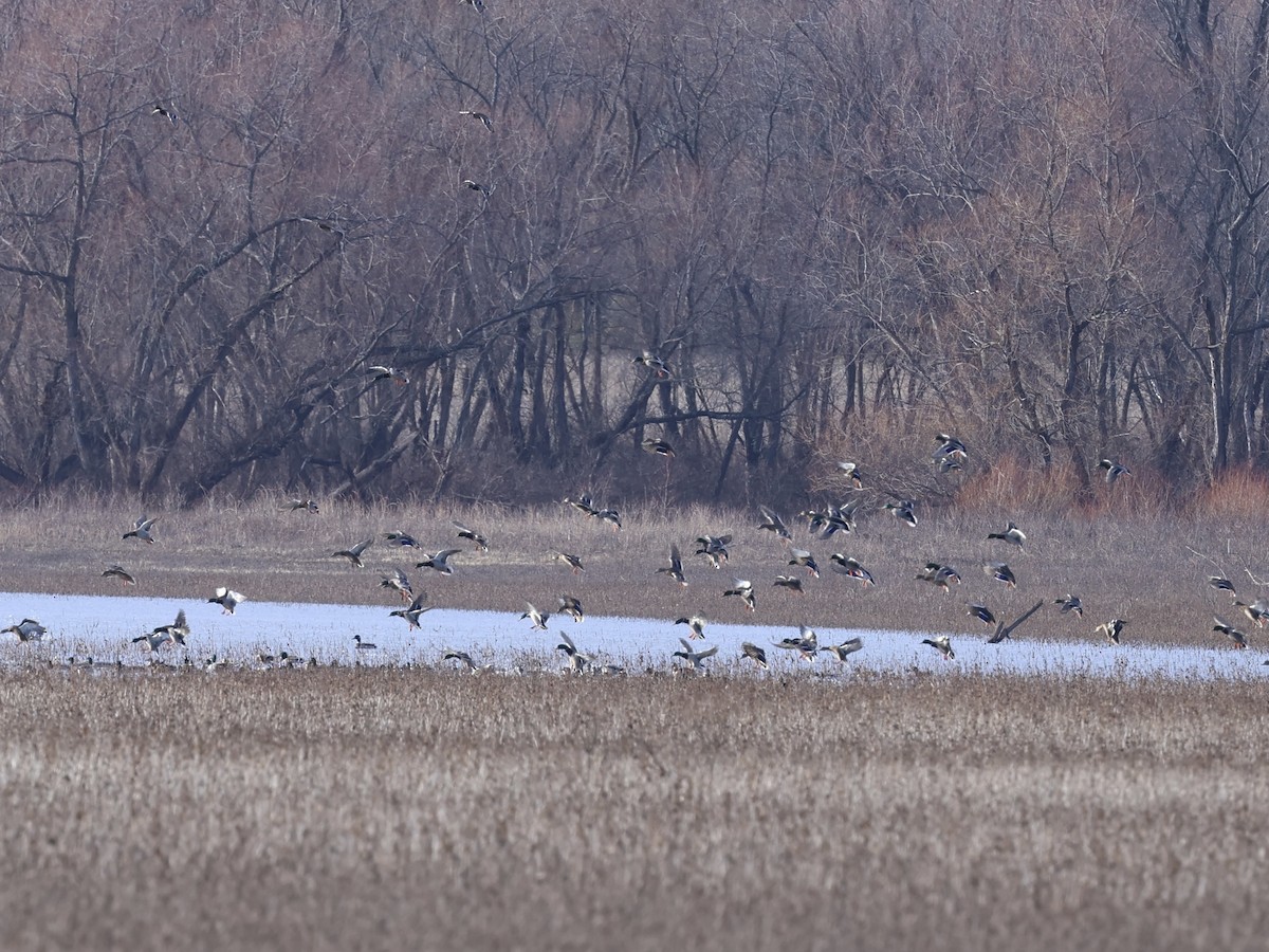 stokkand - ML646673901