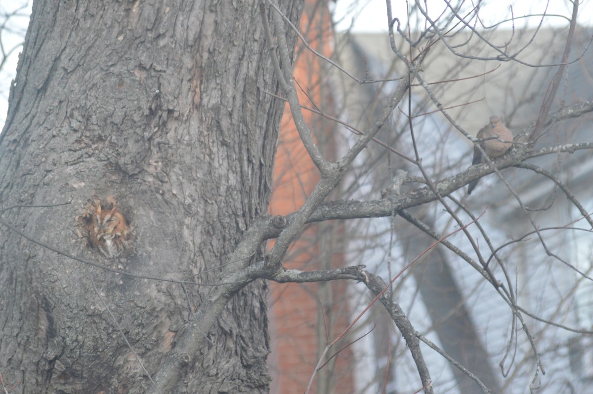 Eastern Screech-Owl (Northern) - ML646673904