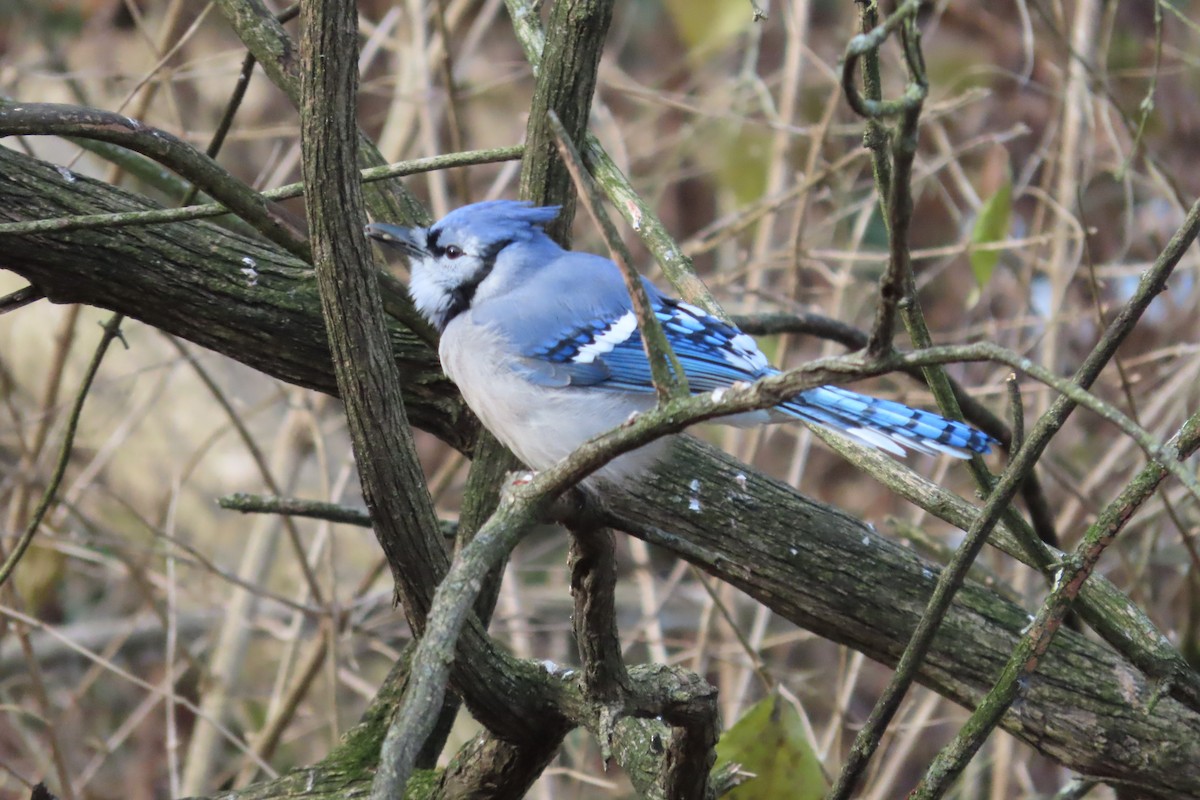 Blue Jay - ML646673909