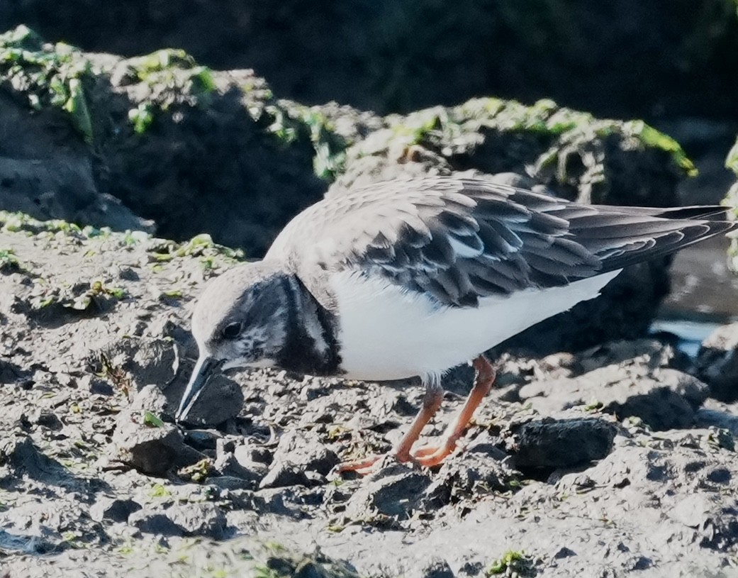Ruddy Turnstone - ML646673911