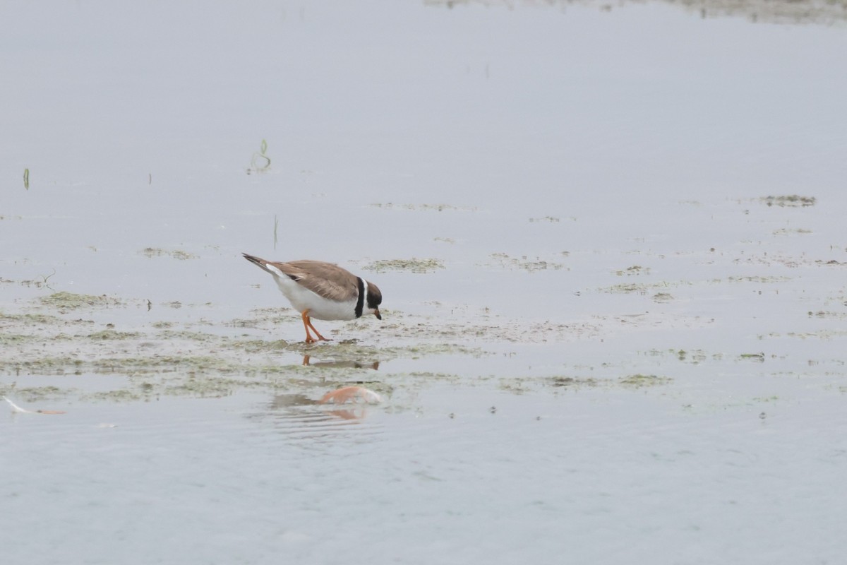 Semipalmated Plover - ML646673913