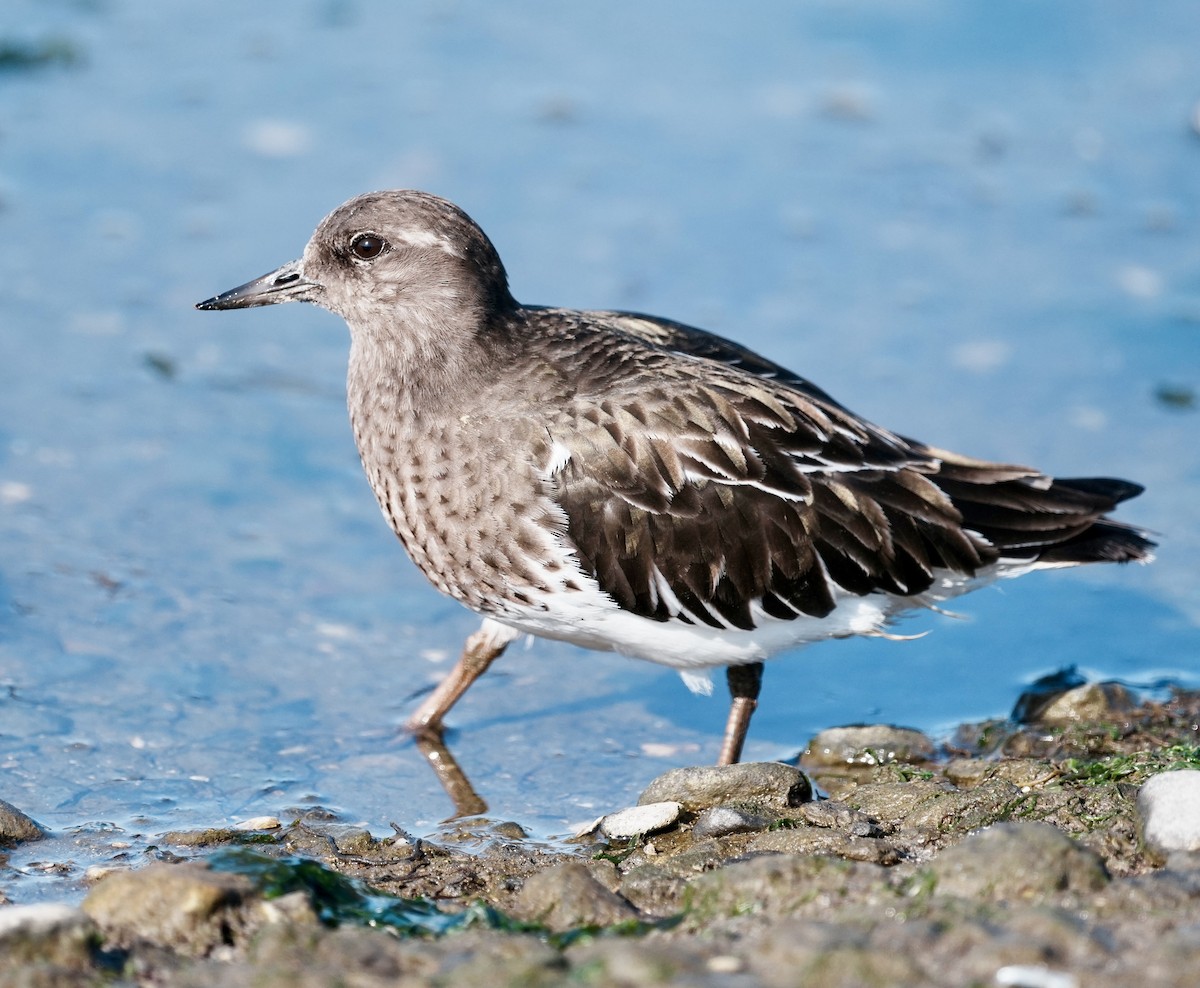 Tournepierre noir - ML646673914