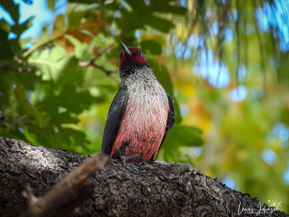 Blutgesichtspecht - ML646673915