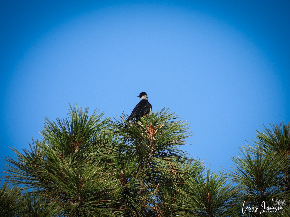 Blutgesichtspecht - ML646673916