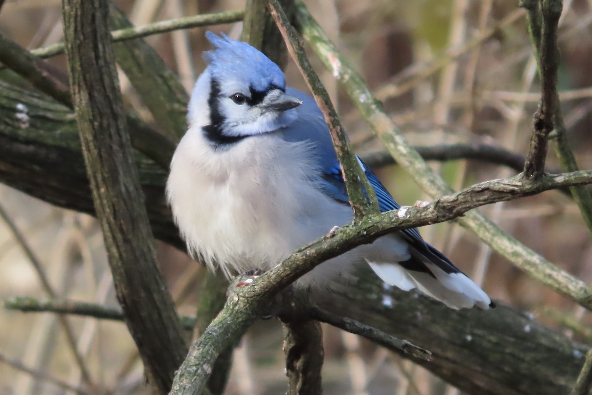 Geai bleu - ML646673917