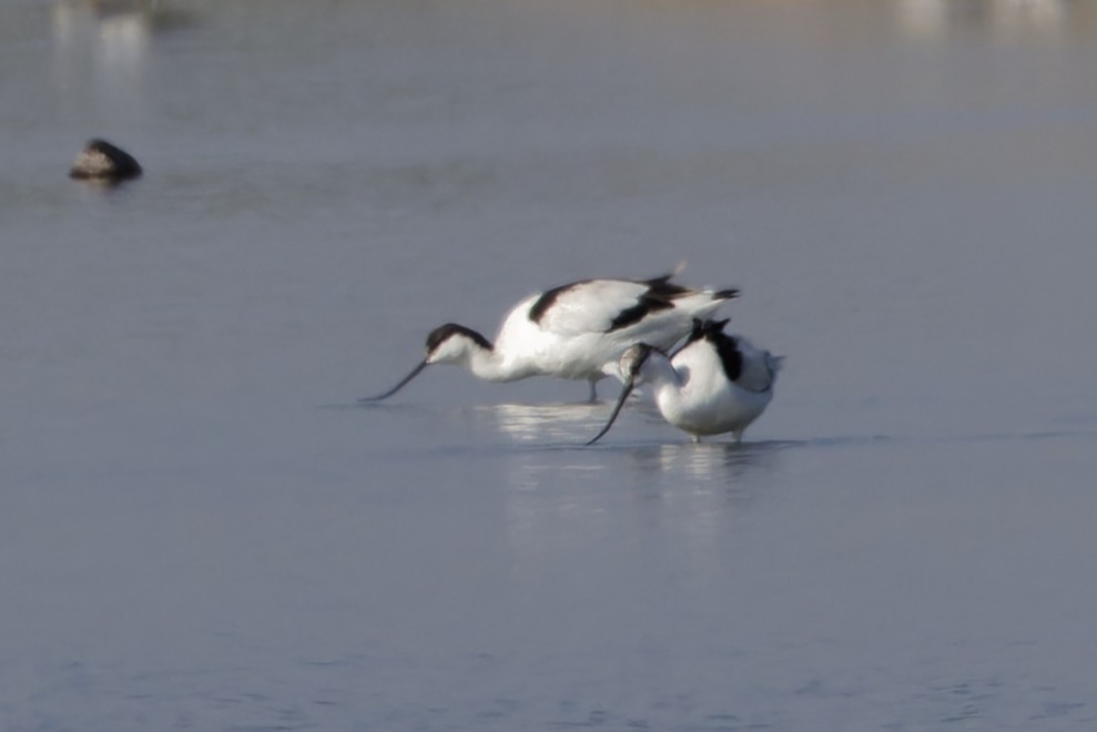 Avocette élégante - ML646673918