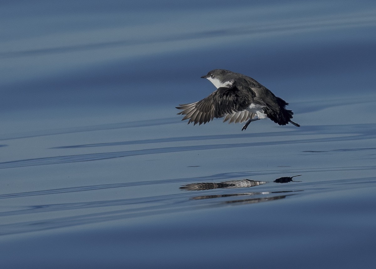 Guillemot de Scripps - ML646673920