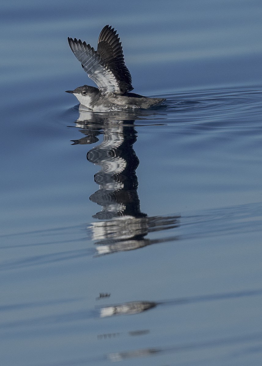 Guillemot de Scripps - ML646673921