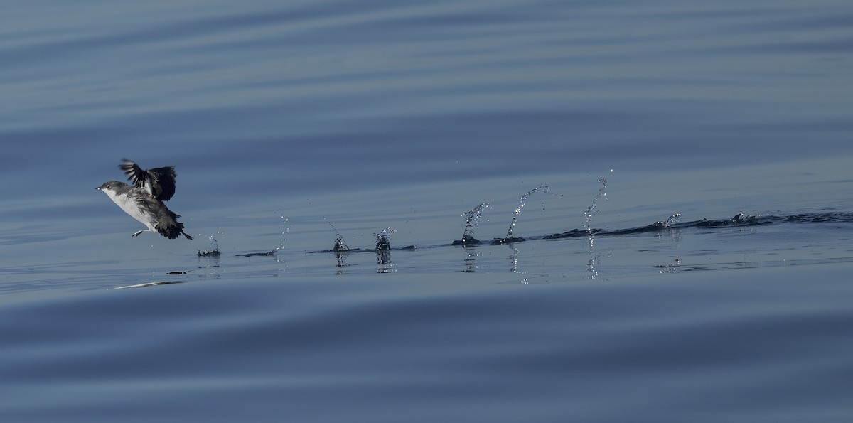 Guillemot de Scripps - ML646673922