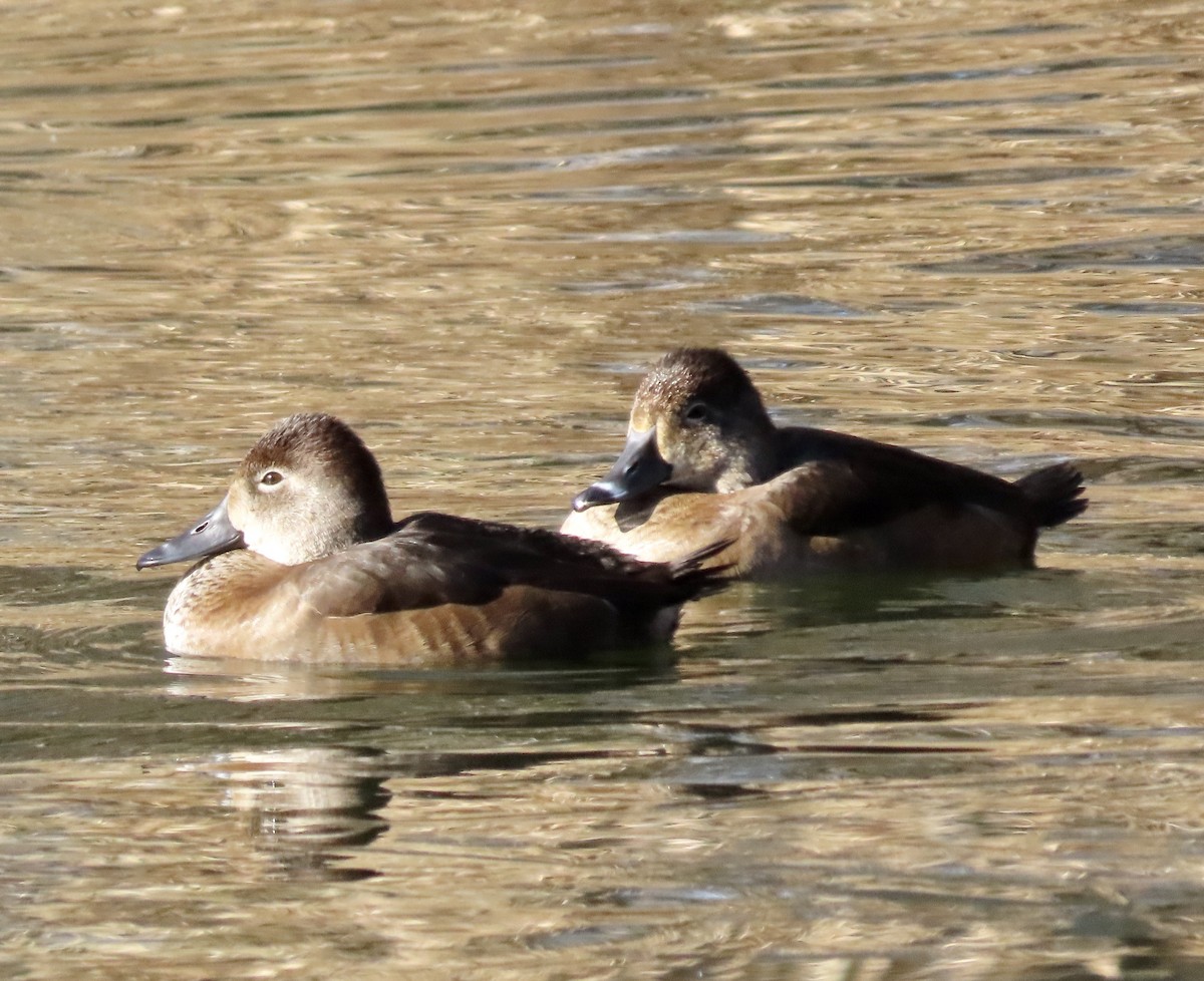 Fuligule à collier - ML646673923