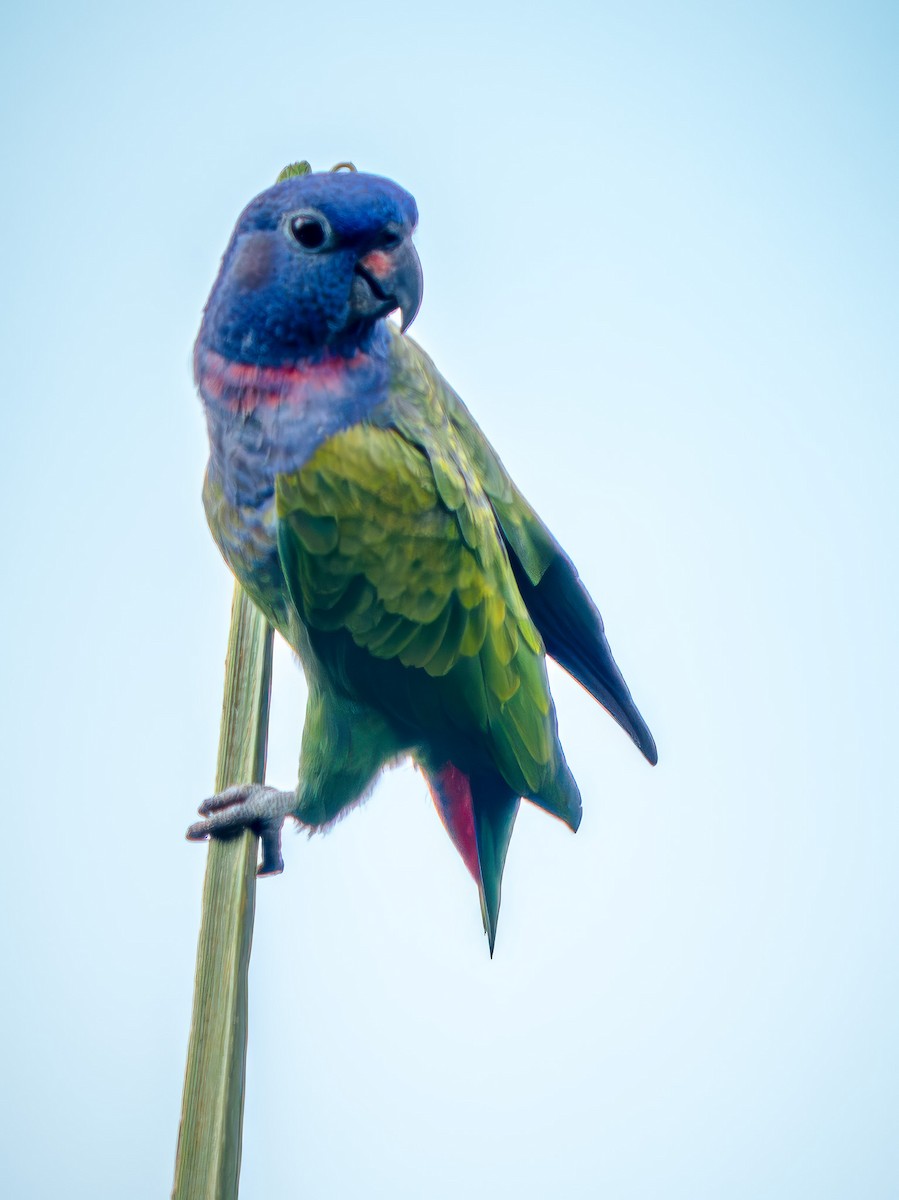 Pione à tête bleue - ML646673925