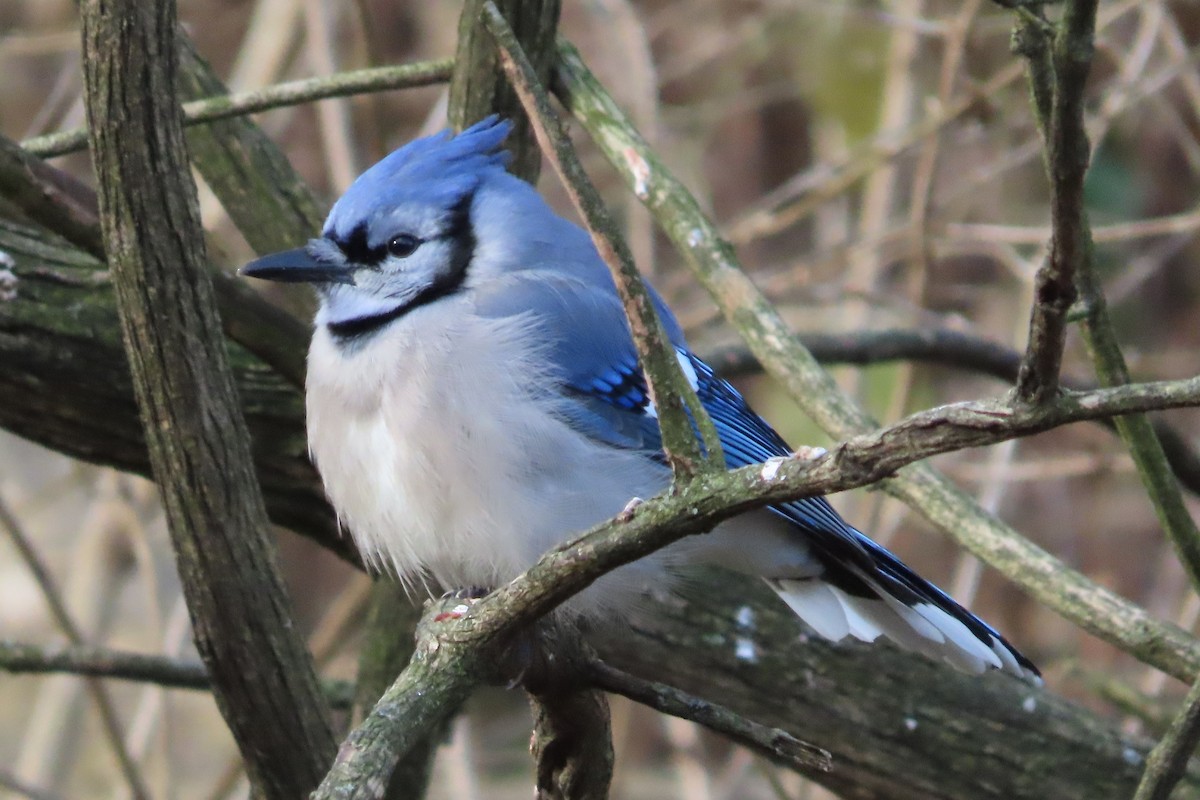 Geai bleu - ML646673928