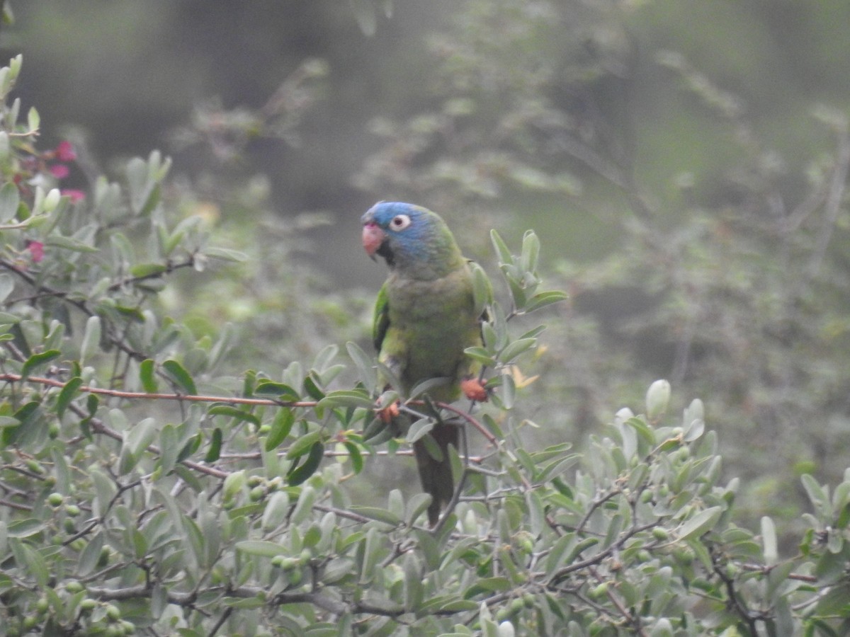 Conure à tête bleue - ML646673930