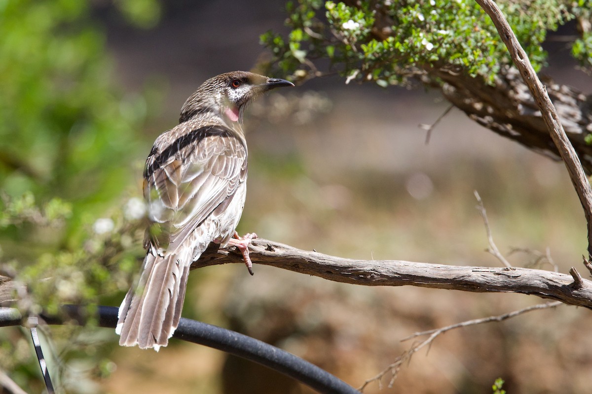 Méliphage barbe-rouge - ML646673931