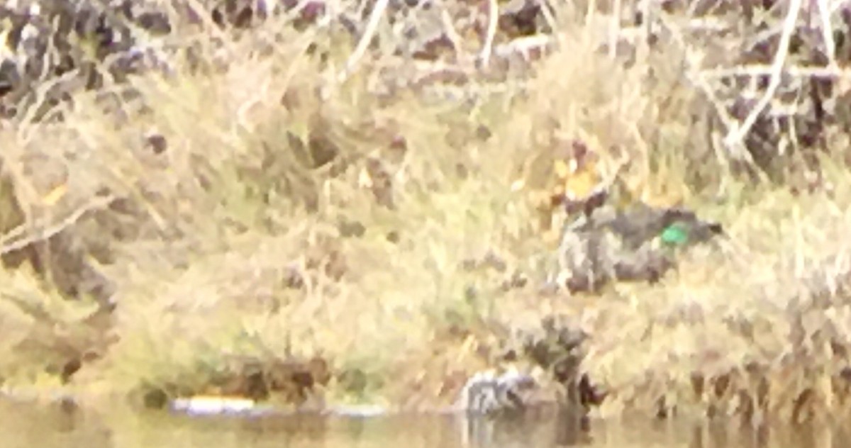 Sarcelle d'hiver - ML646673932