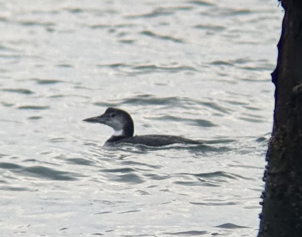 Plongeon huard - ML646673933