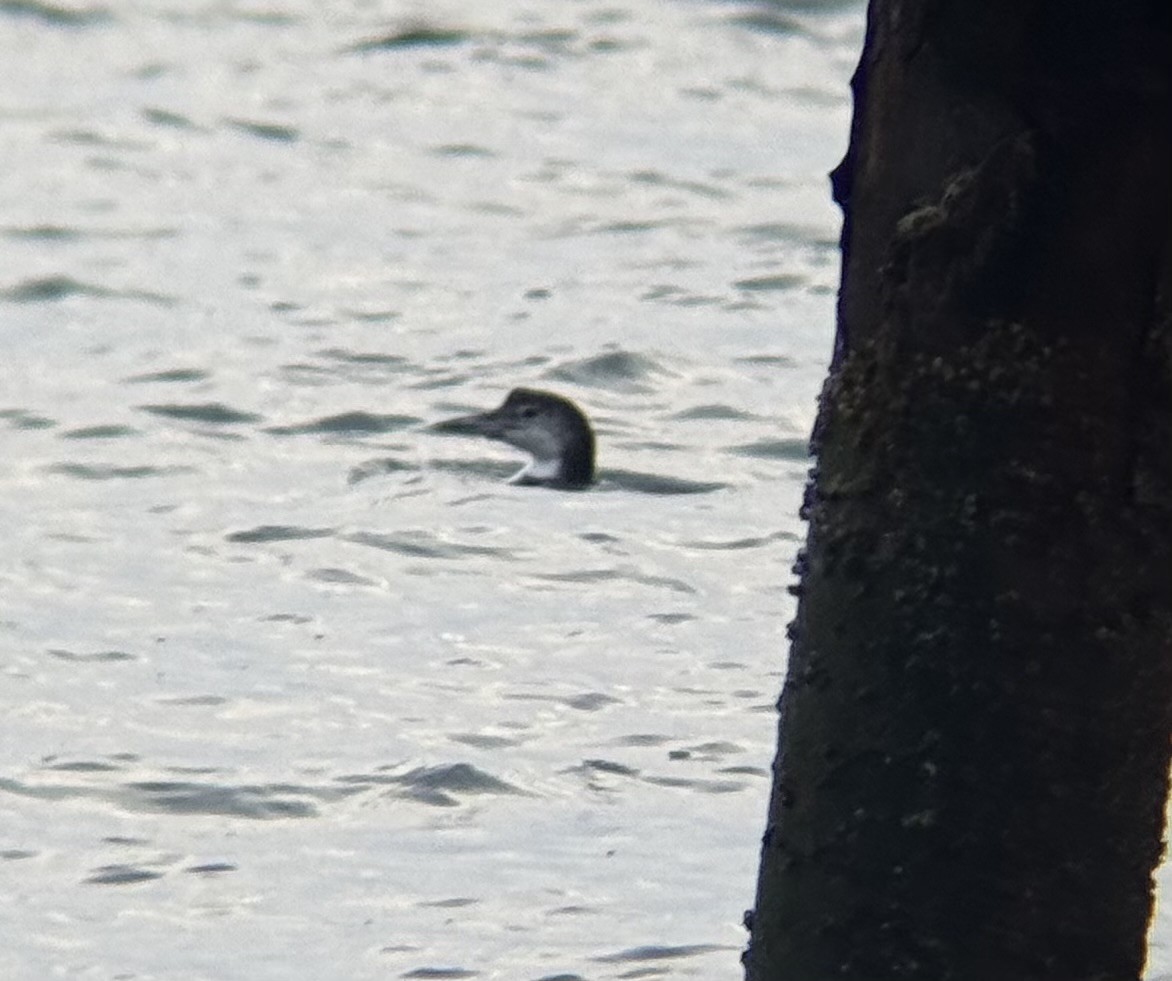 Plongeon huard - ML646673934