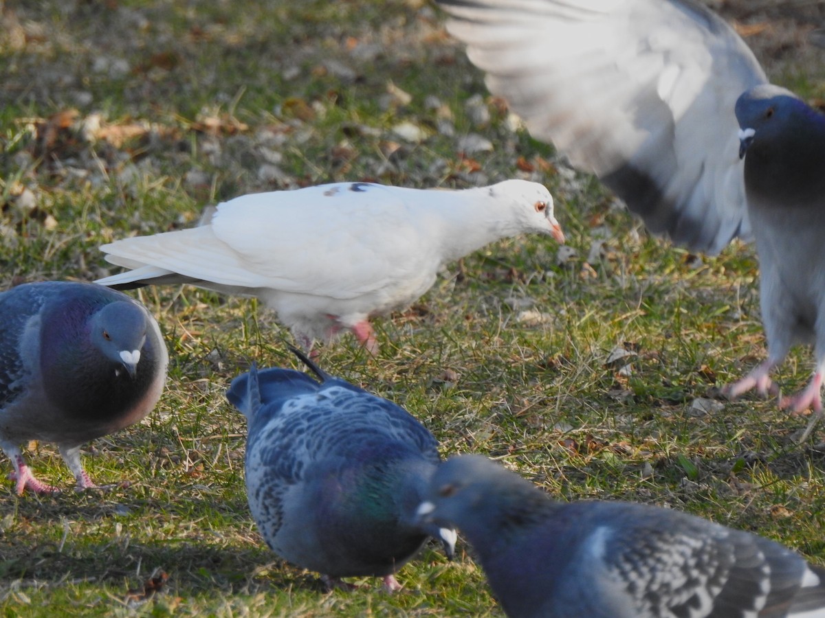 Pigeon biset (forme domestique) - ML646673935