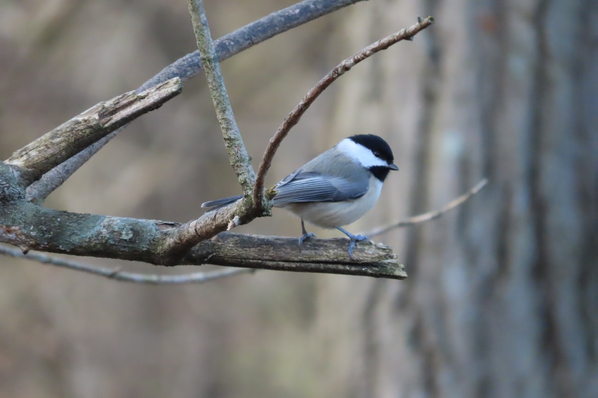 Mésange de Caroline - ML646673937