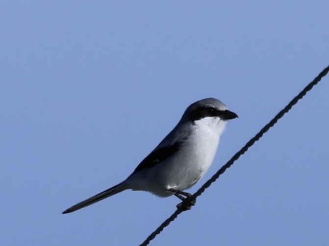 Pie-grièche migratrice - ML646673938