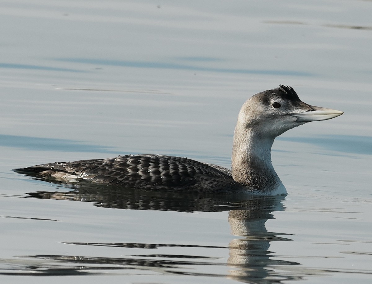 Yellow-billed Loon - ML646673939