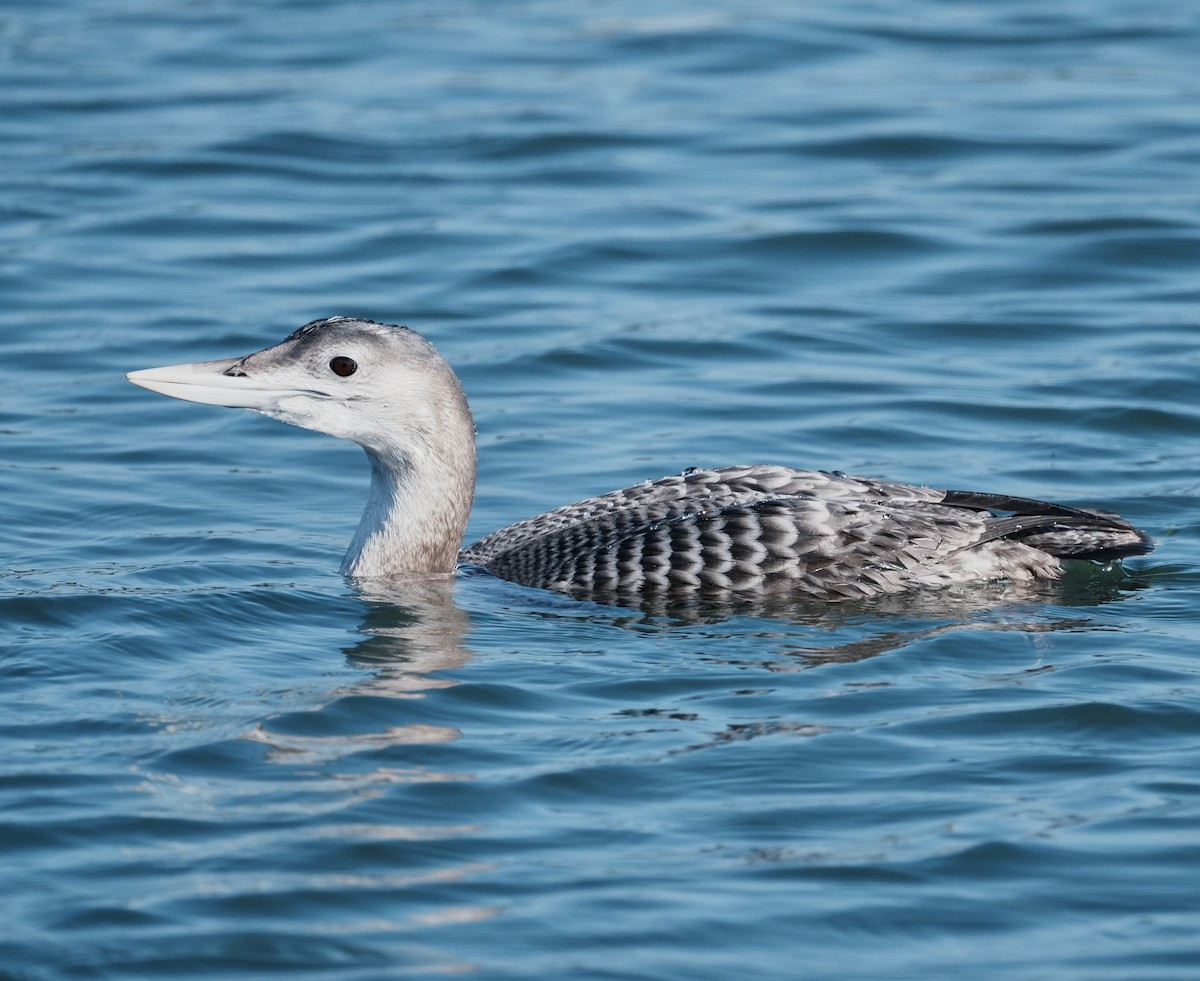 Yellow-billed Loon - ML646673940