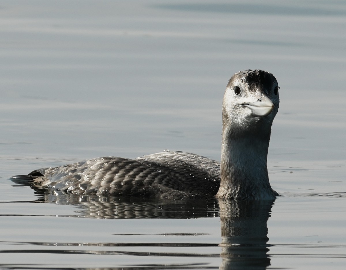 Yellow-billed Loon - ML646673941