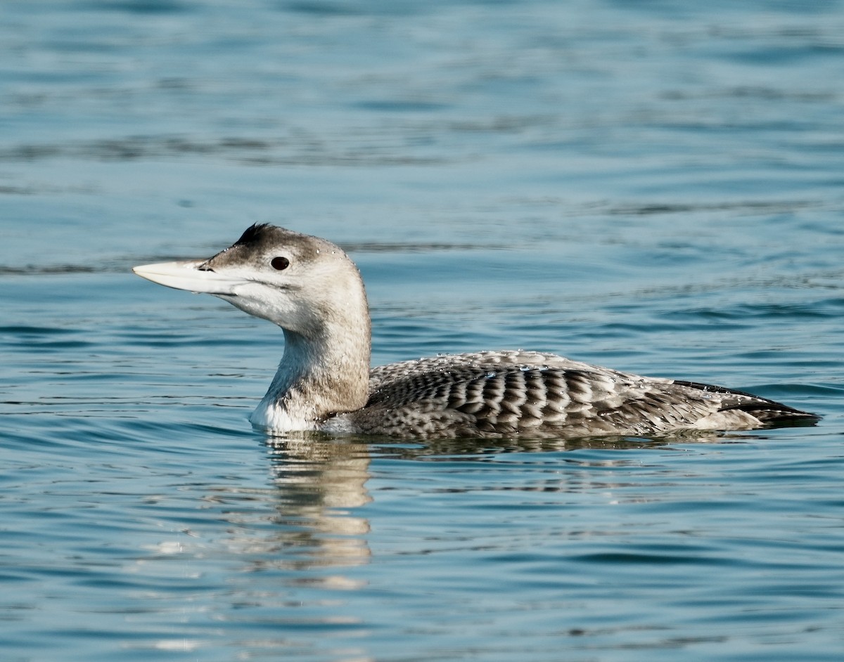 Yellow-billed Loon - ML646673942