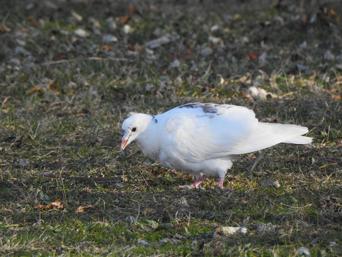 Pigeon biset (forme domestique) - ML646673943