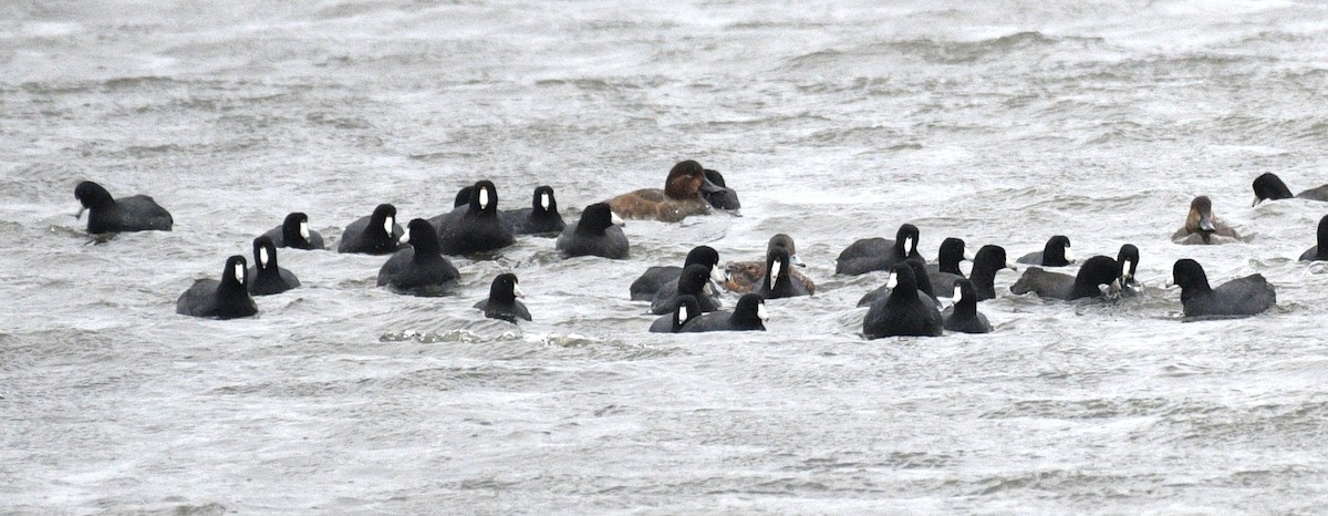 Foulque d'Amérique - ML646673944
