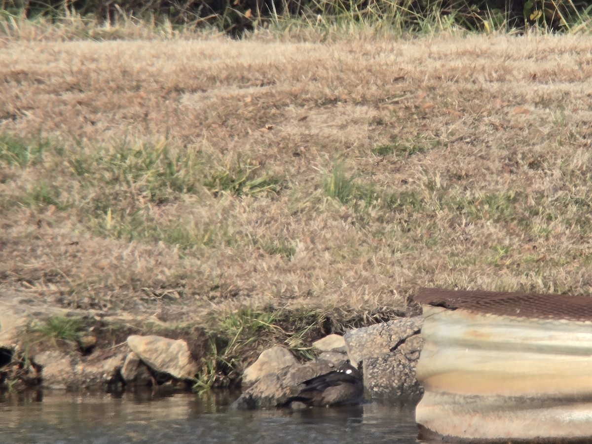Harlequin Duck - ML646673947