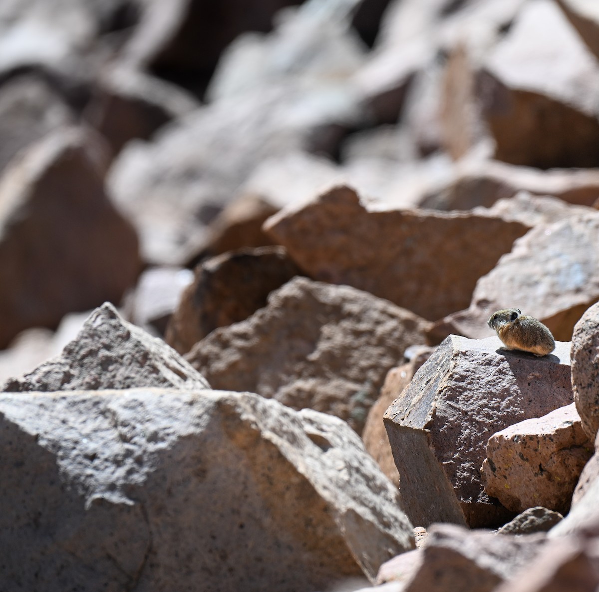 Amerikanischer Pfeifhase - ML646673948