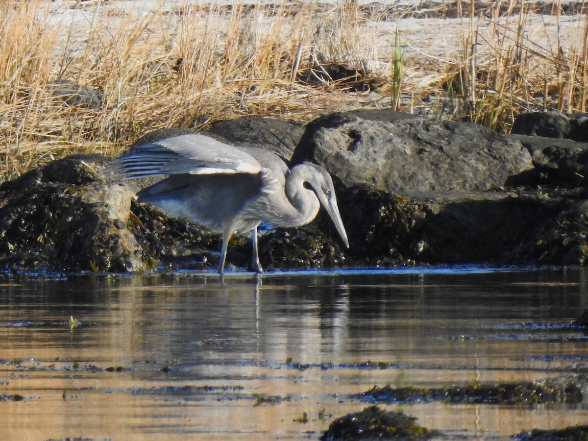 Grand Héron - ML646673950