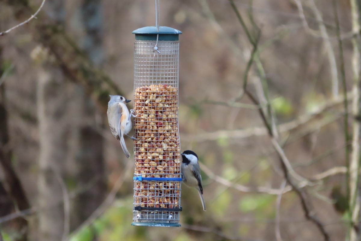 Mésange bicolore - ML646673951