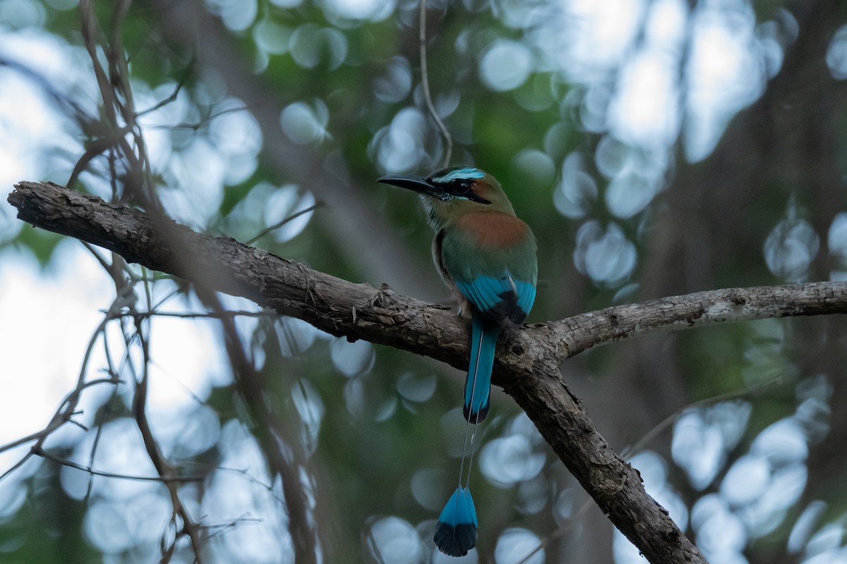 Motmot à sourcils bleus - ML646673952
