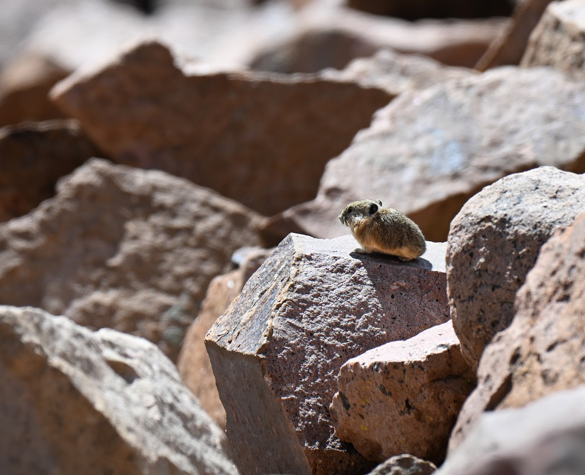 Amerikanischer Pfeifhase - ML646673953