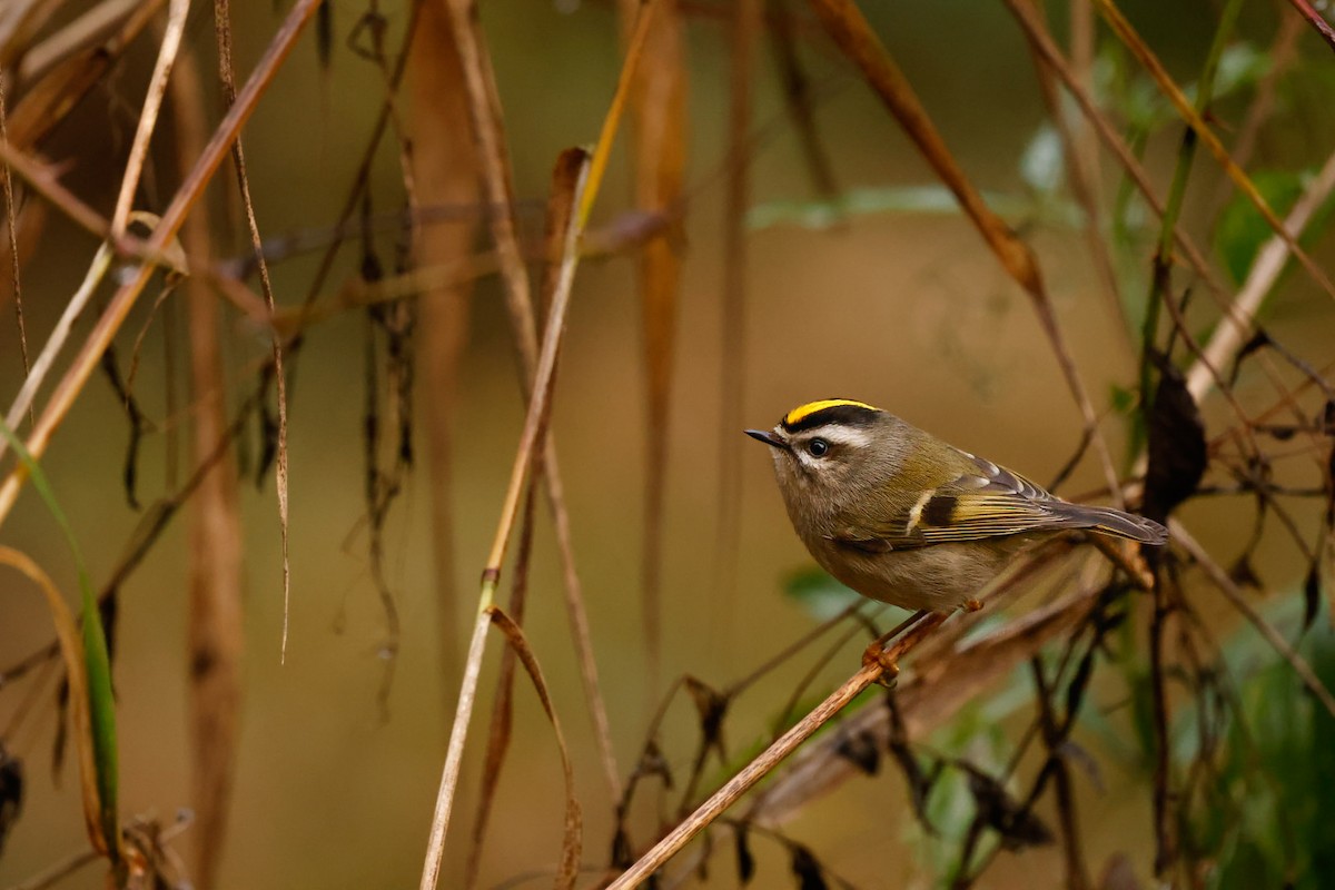 Roitelet à couronne dorée - ML646673954